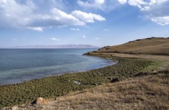 Meadow on the shore of Song Kul mountain lake, Naryn region, Kyrgyzstan, Asia