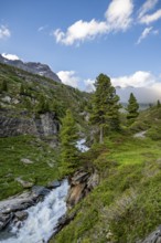 Mountain landscape with alpine roses and mountain stream Zemmbach, Berliner Höhenweg, Zillertal