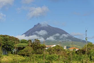 Green fields in the foreground with an imposing Pico volcano and serene sky in the background,