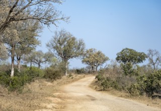 Unpaved road in African savannah with trees, Kruger National Park, South Africa, Africa