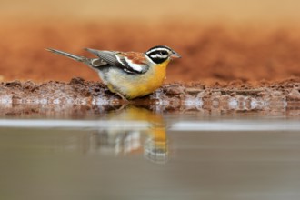 Golden-breasted Bunting (Emberiza flaviventris), adult, at the water's edge, Kruger National Park,