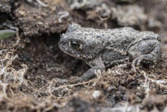 Natterjack toad (Bufo calamita), Emsland, Lower Saxony, Germany, Europe