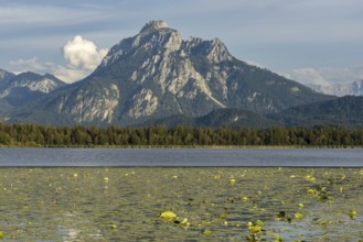 Lake Hopfensee, lakeshore with numerous water lilies, behind it the Säuling, Ammergau Alps, near