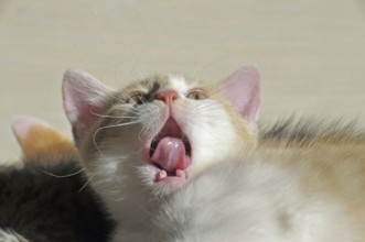 Yawning two-month-old domestic cat (Felis silvestris f. catus), kitten