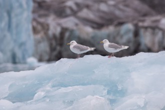 Glaucous gulls (Larus hyperboreus) on an iceberg, in the background edge of Monacobreen,