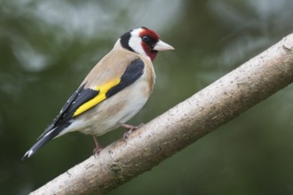 European goldfinch (Carduelis carduelis), Wales, Great Britain