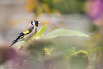 A goldfinch (Carduelis carduelis) sitting on a sunflower surrounded by colourful flowers and