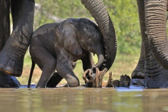 African elephant (Loxodonta africana), young animal, with mother, baby elephant, calf, at the