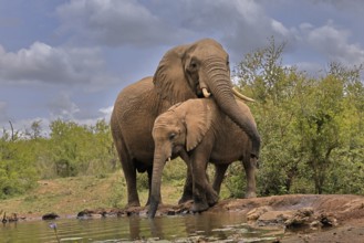 African elephant (Loxodonta africana), adult, bull, male, young animal, bull with young animal,