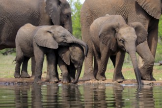 African elephant (Loxodonta africana), three young animals, at the water, drinking, group, Kruger