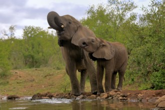 African elephant (Loxodonta africana), adult, male, bull, young animal, young bull with young