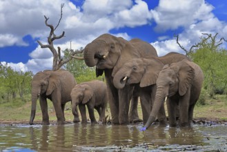 African elephant (Loxodonta africana), adult, juvenile, group, at the water, drinking, Kruger