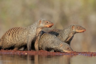 Zebra mongoose (Mungos mungo), adult, group, at the water, drinking, Kruger National Park, Kruger