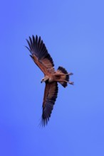 Fish hawk (Busarellus nigricollis), adult flying, hunting, on the hunt, Pantanal, Mato Grosso,