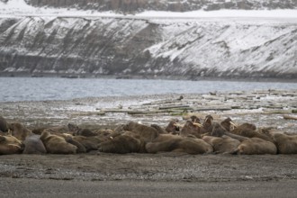 Walrus (Odobenus rosmarus), walrus, wintery headland Ardneset, Svalbard and Jan Mayen archipelago,