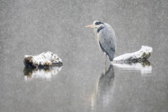 Grey heron (Ardea cinerea) standing in water, snowfall, winter, Hesse, Germany, Europe