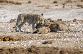 Lions (Panthera leo), mother and cubs, playing and cuddling, Nebrowni waterhole, Etosha National