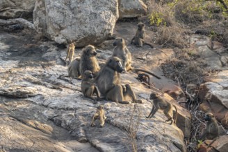 Herd of chacma baboons (Papio ursinus), animal family with adults and cubs, sitting on stones,