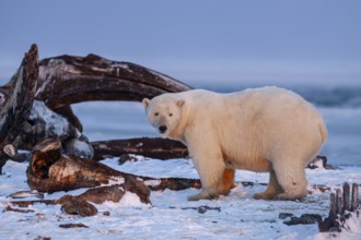 Polar bear (Ursus maritimus), standing in the snow in front of whale bones, evening light, pack