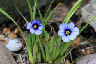 Blue rush lily (Sisyrinchium angustifolium), flower, blooming, at a pond, Germany, Europe