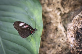 Butterfly on large green leaf, Butterfly House, Botanical Garden or Botanisk Have, University of