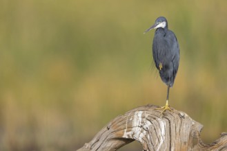 Great Egret, (Egretta gularis), foraging, Raysut, Salalah, Dhofar, Oman, Asia