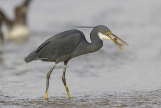 Great Egret, (Egretta gularis), foraging, Raysut, Salalah, Dhofar, Oman, Asia