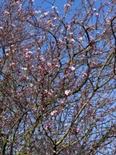 Large tree-like shrub myrobolane (Prunus cerasifera) Blood plum Nigra sprouts tosa blossoms at the