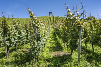 Vineyard, vineyard slope with vineyard cottage from the historic Haltnau winery near Meersburg,