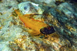 Male specimen of Tentacled Blenny (Tripterygion delaisi), Mediterranean Sea, Tyrrhenian Sea, Italy,