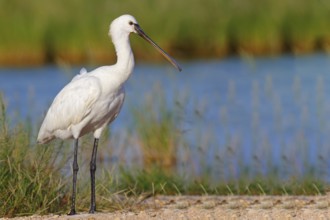 Spoonbill, (Platalea leucorodia), Floating Hide fixed, Tiszaalpár, Kiskunsági National Park,