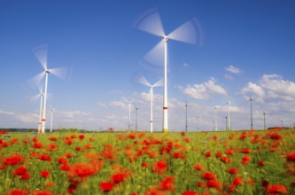 Wind farm, field with flower strips, insect-friendly border of fields with mixed flowers, poppies,