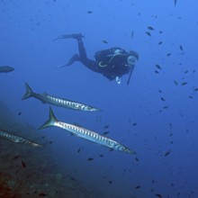 Diver looking up at a small group of European barracuda (Sphyraena sphyraena) swimming behind a