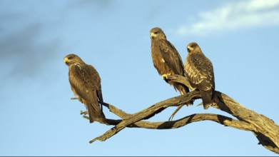 Shag Kite, three individuals, perched, (Elanus caerulescens) on perch Kalahari, South Africa,