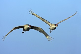 Canada crane, (Grus canadensi), Joe Overstreet Landing, Osceola County, Florida, USA, North America