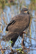 Snail kite (Rostrhamus sociabilis), Lake Kissimmee, Osceola County, Florida, USA, North America