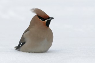 Bohemian waxwing (Bombycilla garrulus), Yes, Bad Dürkheim district, Rhineland-Palatinate, Federal