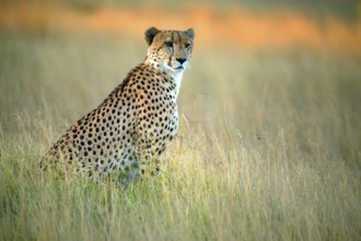 Africa, Botswana, Cheetah, (Acinonyx jubatu), Botswana, Botswana, Africa