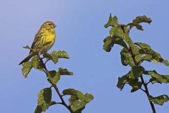 Serinus serinus on a perch, songbird, Bad Dürkheim district, Rhineland-Palatinate, Federal Republic