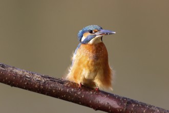 Kingfisher on perch, (Alcedo atthis)