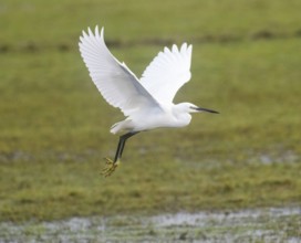 Little egret (Egretta garzetta), flying over a meadow, island of Texel, Holland