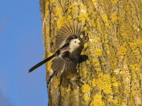 A bird with outstretched wings clinging to a tree trunk covered in yellow lichen against a blue