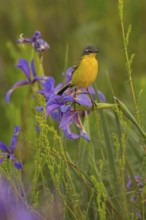 Yellow wagtail, (Motacilla f. flava), Tiszaalp-r, Kiskuns-gi National Park, B-cs-Kiskun, Hungary,