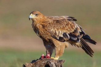 Spanish imperial eagle (Aquila adalberti), El Millaron Imperial Eagle Hid, Salorino, Extremadura