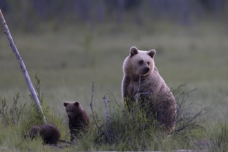 Brown bear (Ursus arctos) in the Finnish taiga, Kuusamo, Finland, Europe