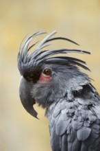 Palm cockatoo (Probosciger aterrimus), portrait, captive, occurring in Australia and New Guinea