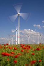 Wind farm, field with flower strips, insect-friendly border of fields with mixed flowers, poppies,