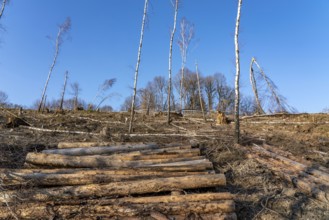 Cleared forest area north of the village of Hirschberg, Soest district, dead spruce stands were