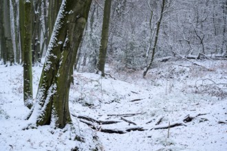 Beech forest in winter, with freshly fallen snow, Bottrop, Ruhr area, North Rhine-Westphalia,