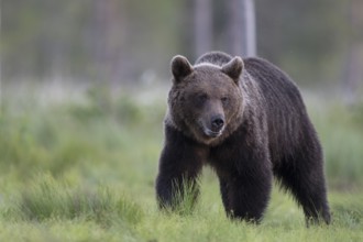 Brown bear (Ursus arctos) in the Finnish taiga, Kuusamo, Finland, Europe